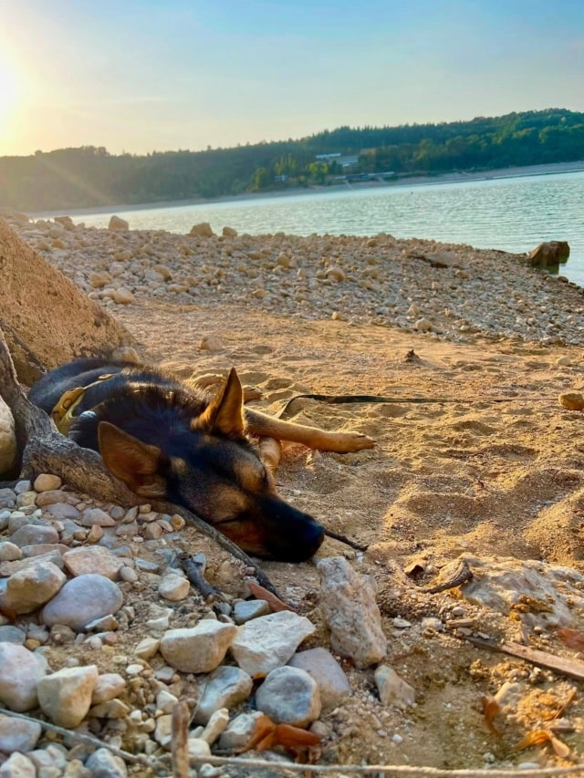 Banco, chien à l'adoption chez Remember Me France
