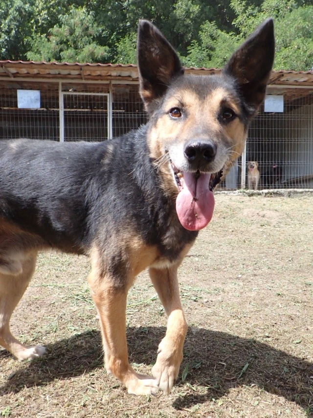 Bandit, chien à l'adoption chez Remember Me France