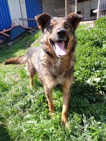Baps, chien à l'adoption chez Remember Me France