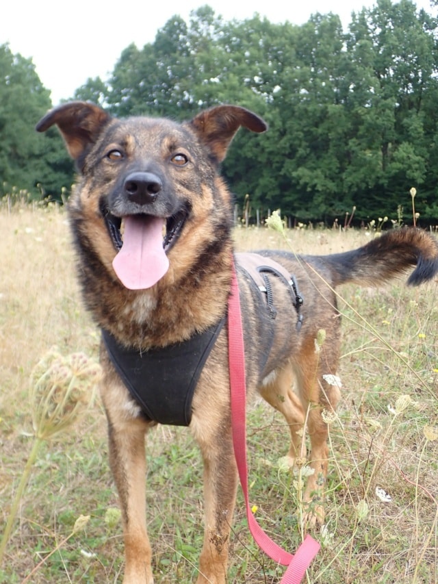 Baps, chien à l'adoption chez Remember Me France