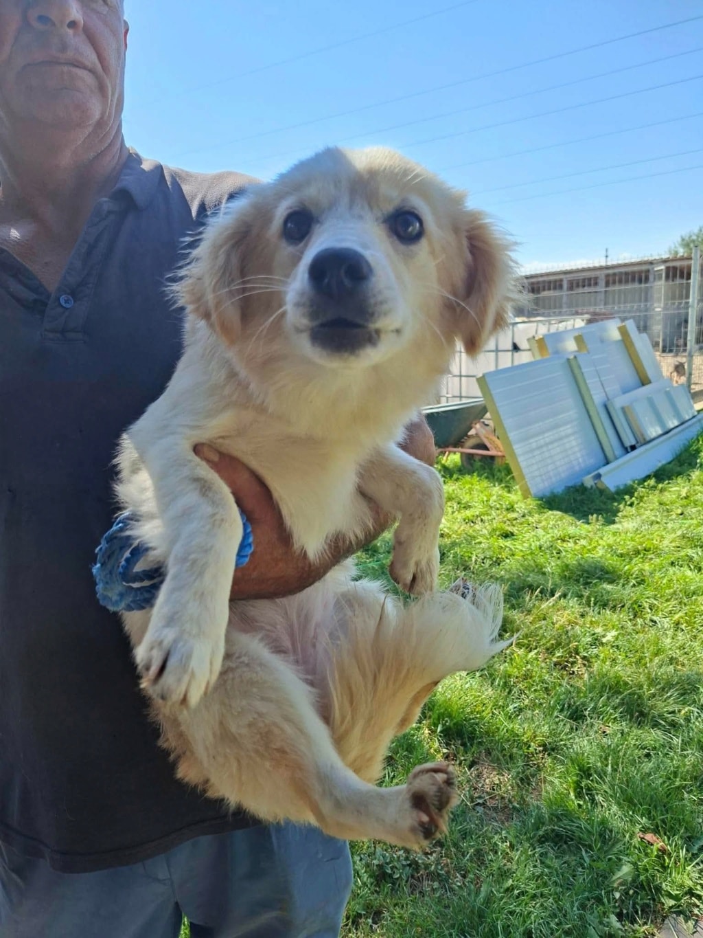 Barbara, chien à l'adoption chez Remember Me France