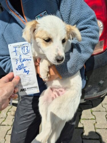 Barcola, chien à l'adoption chez Remember Me France