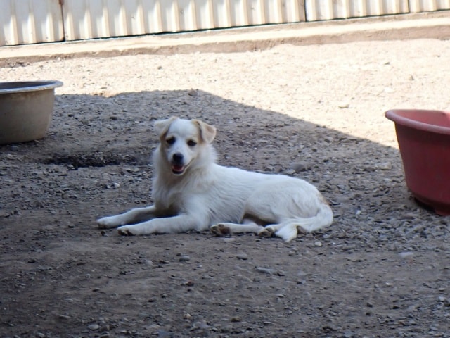 Barcola, chien à l'adoption chez Remember Me France