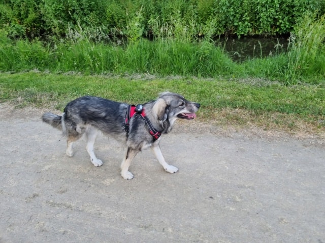 Becka, chien à l'adoption chez Remember Me France