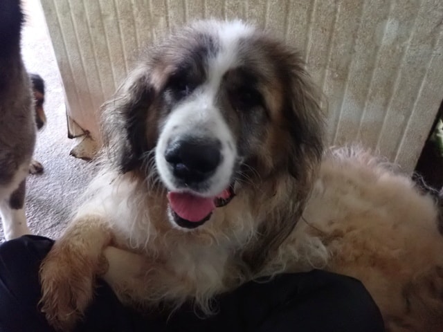 Beethoven, chien à l'adoption chez Remember Me France