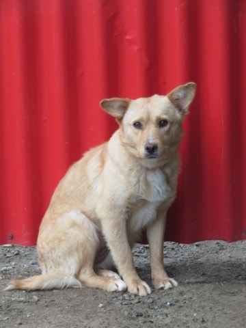 Belize, chien à l'adoption chez Remember Me France