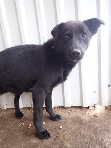 Blacky, chien à l'adoption chez Remember Me France