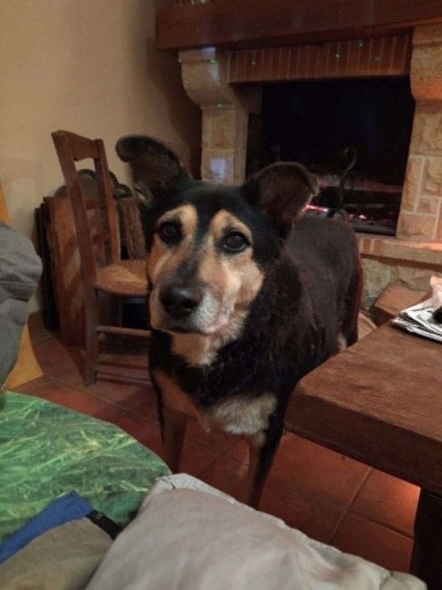 Blacky, chien à l'adoption chez Remember Me France