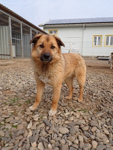 Bonifacio, chien à l'adoption chez Remember Me France