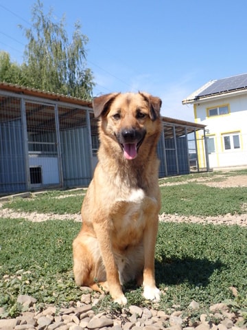 Bonifacio, chien à l'adoption chez Remember Me France