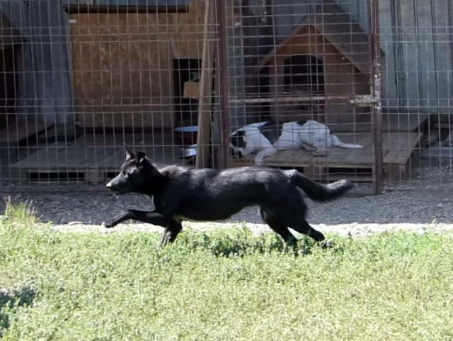 Bonnie, chien à l'adoption chez Remember Me France