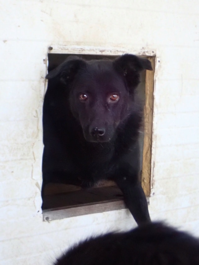 Brianna, chien à l'adoption chez Remember Me France