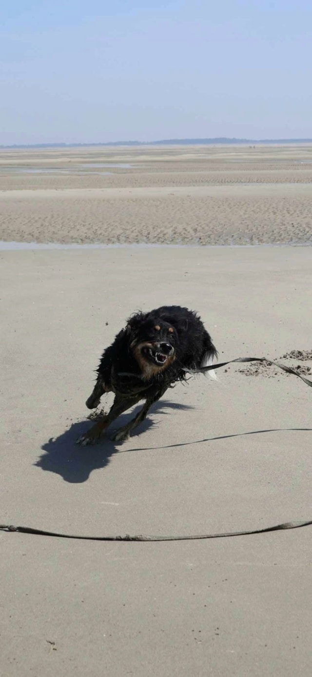 Brigand, chien à l'adoption chez Remember Me France