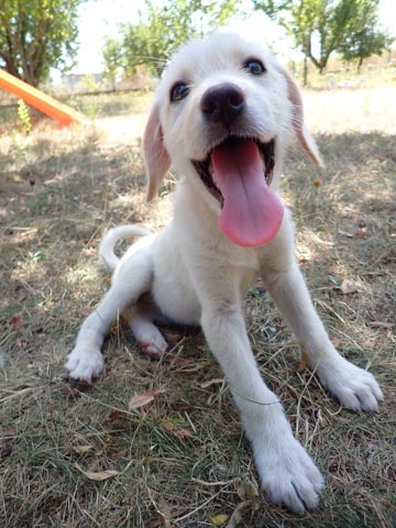 Briyelle, chien à l'adoption chez Remember Me France