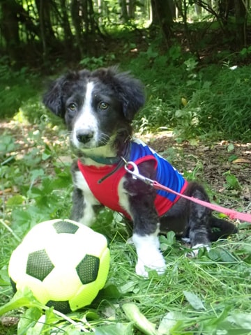 Bruyne, chien sauvé par Remember Me France