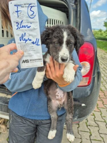 Bruyne, chien à l'adoption chez Remember Me France