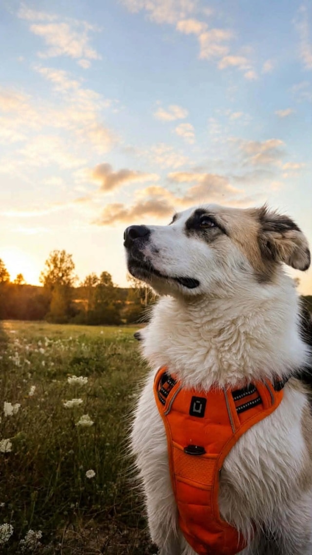 Buggy, chien à l'adoption chez Remember Me France