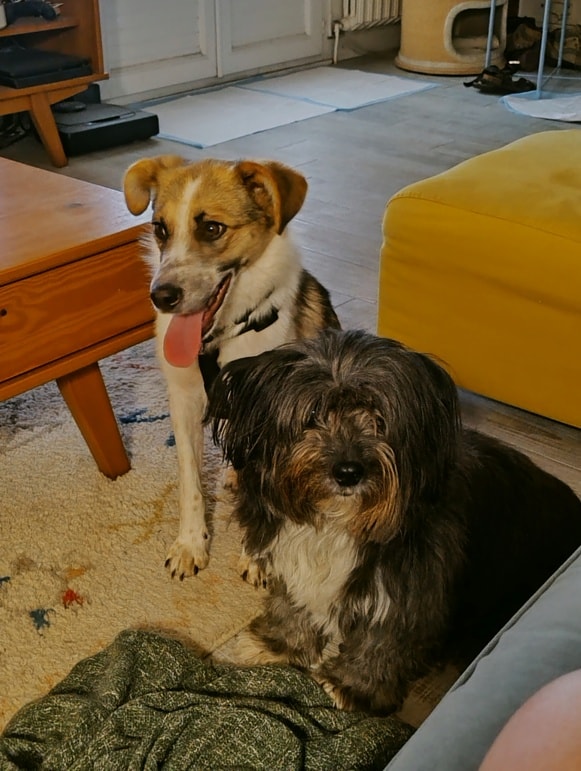 Bulle, chien à l'adoption chez Remember Me France