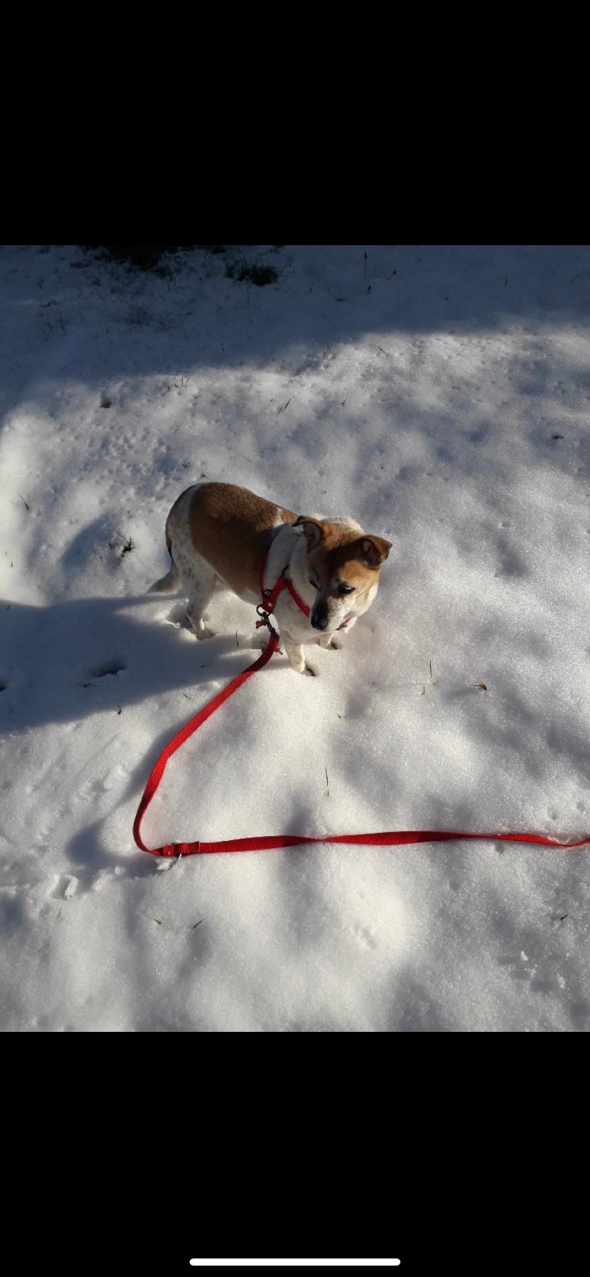 Bulle, chien à l'adoption chez Remember Me France