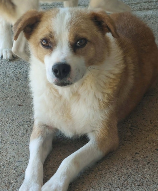 Bumper, chien à l'adoption chez Remember Me France