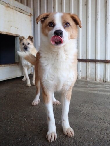Bumper, chien à l'adoption chez Remember Me France
