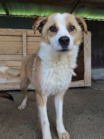 Bumper, dog for adoption at Remember Me France