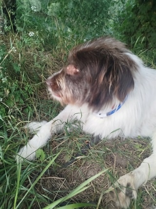 Burton, dog for adoption at Remember Me France