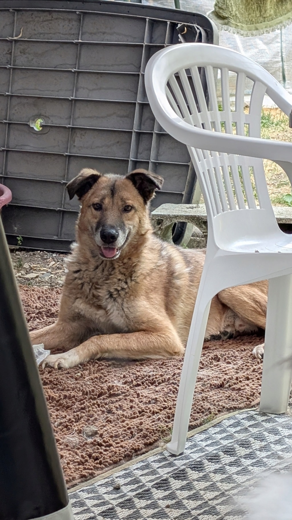 Bush, chien à l'adoption chez Remember Me France