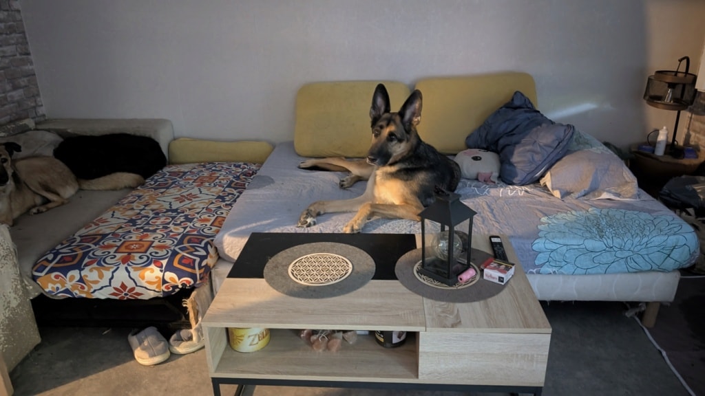 Bush, chien à l'adoption chez Remember Me France