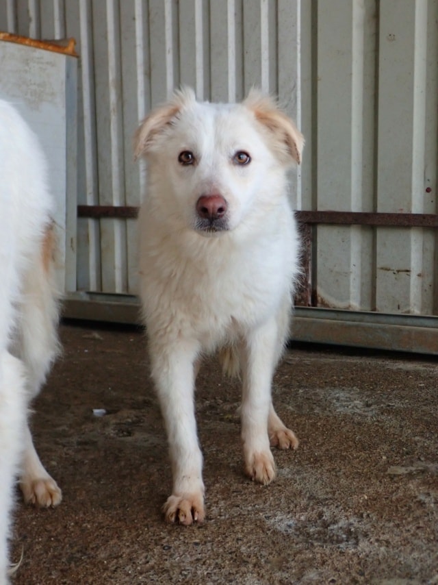 Butterfly, dog for adoption at Remember Me France