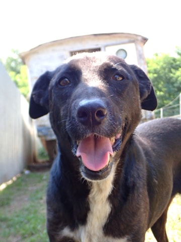 Caïpirinha, chien à l'adoption chez Remember Me France
