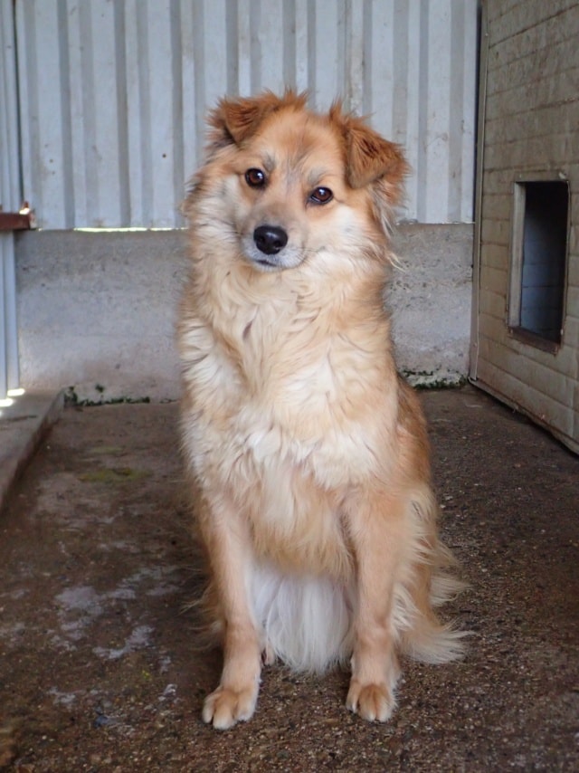 Calvin, dog for adoption at Remember Me France