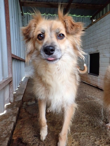 Calvin, chien à l'adoption chez Remember Me France