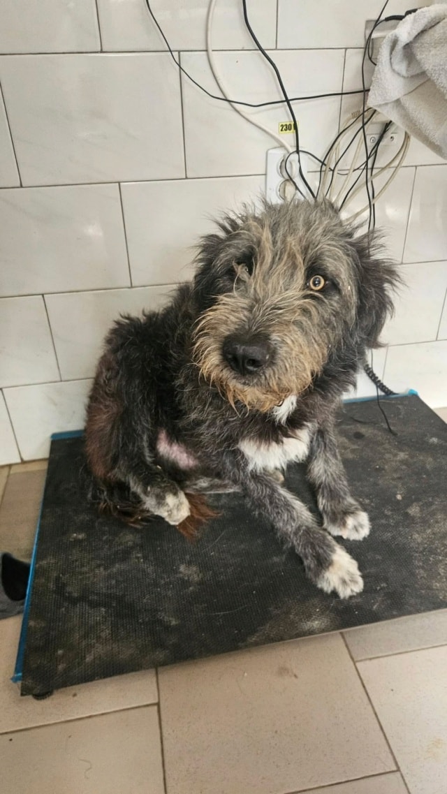 Carnaval, dog for adoption at Remember Me France