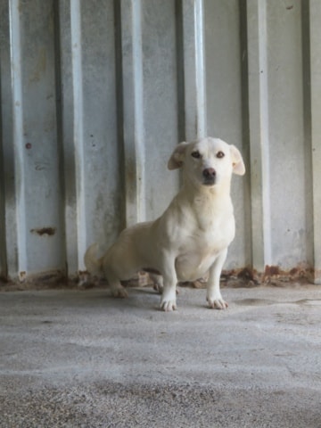 Casablanca, chien à l'adoption chez Remember Me France