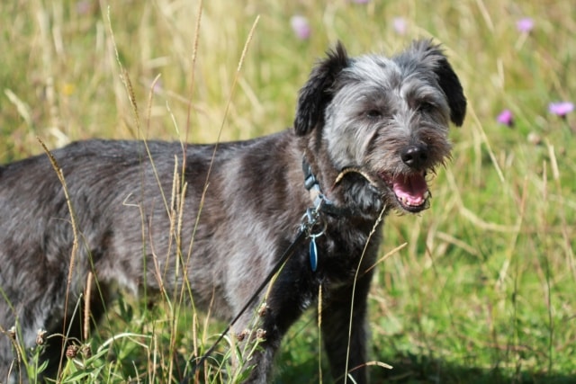 Catou, chien à l'adoption chez Remember Me France
