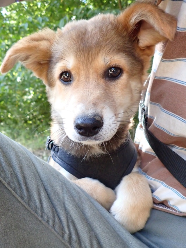 Celiane, chien à l'adoption chez Remember Me France