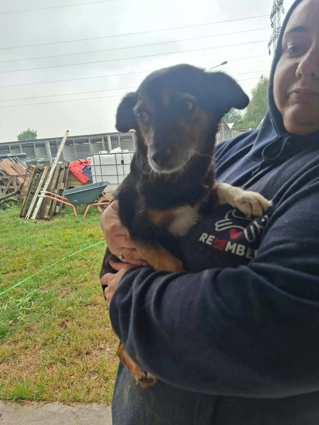 Channa, chien à l'adoption chez Remember Me France