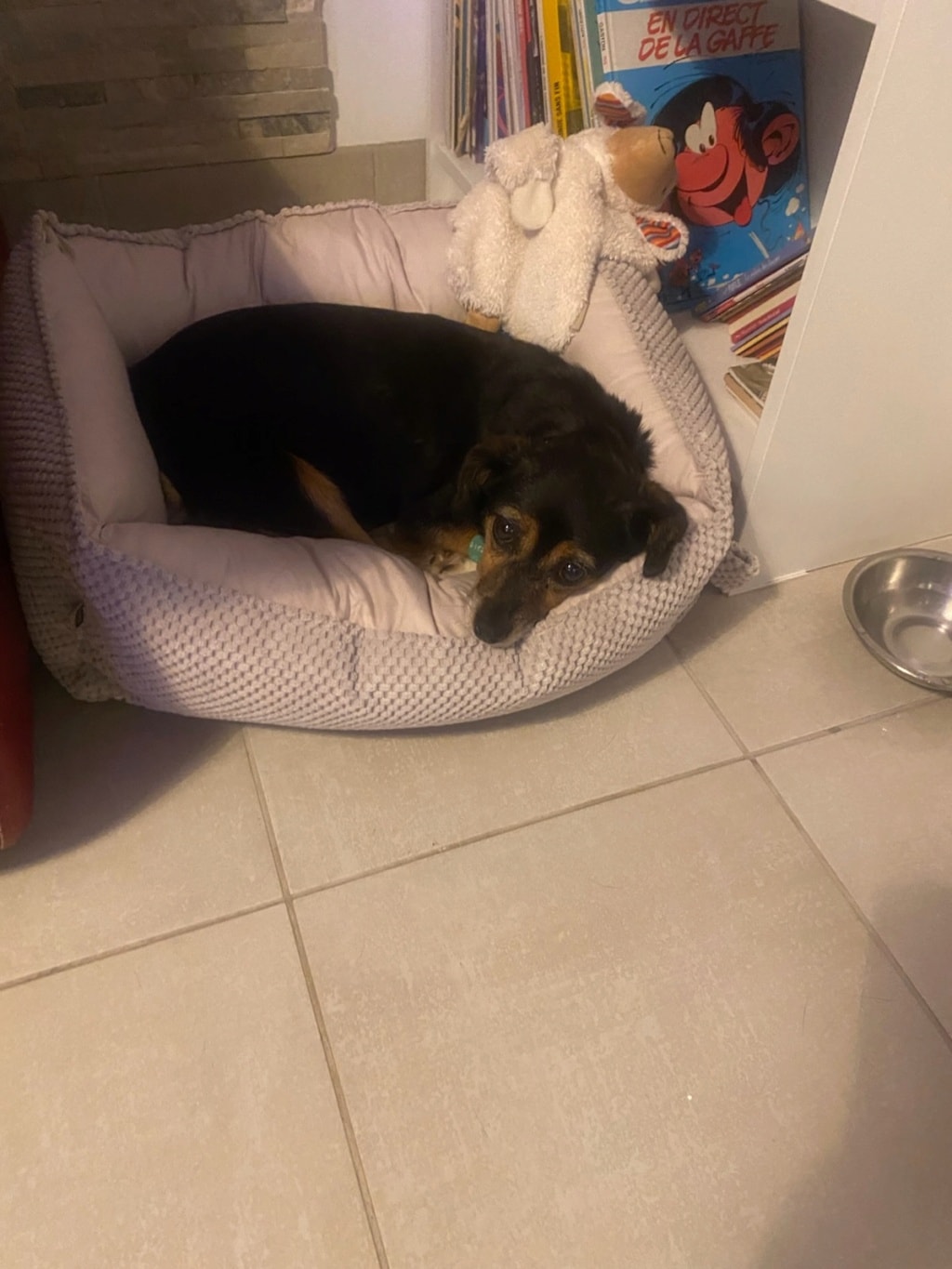 Channa, chien à l'adoption chez Remember Me France