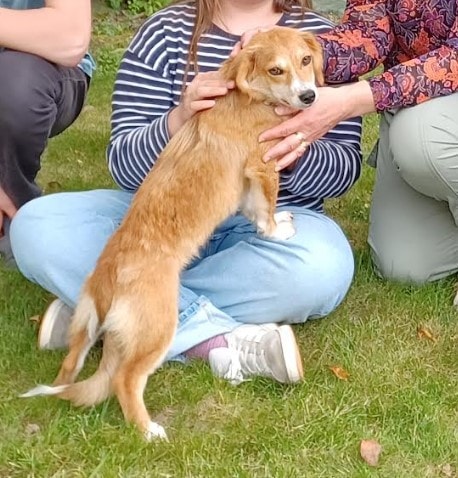 Charlen, chien à l'adoption chez Remember Me France