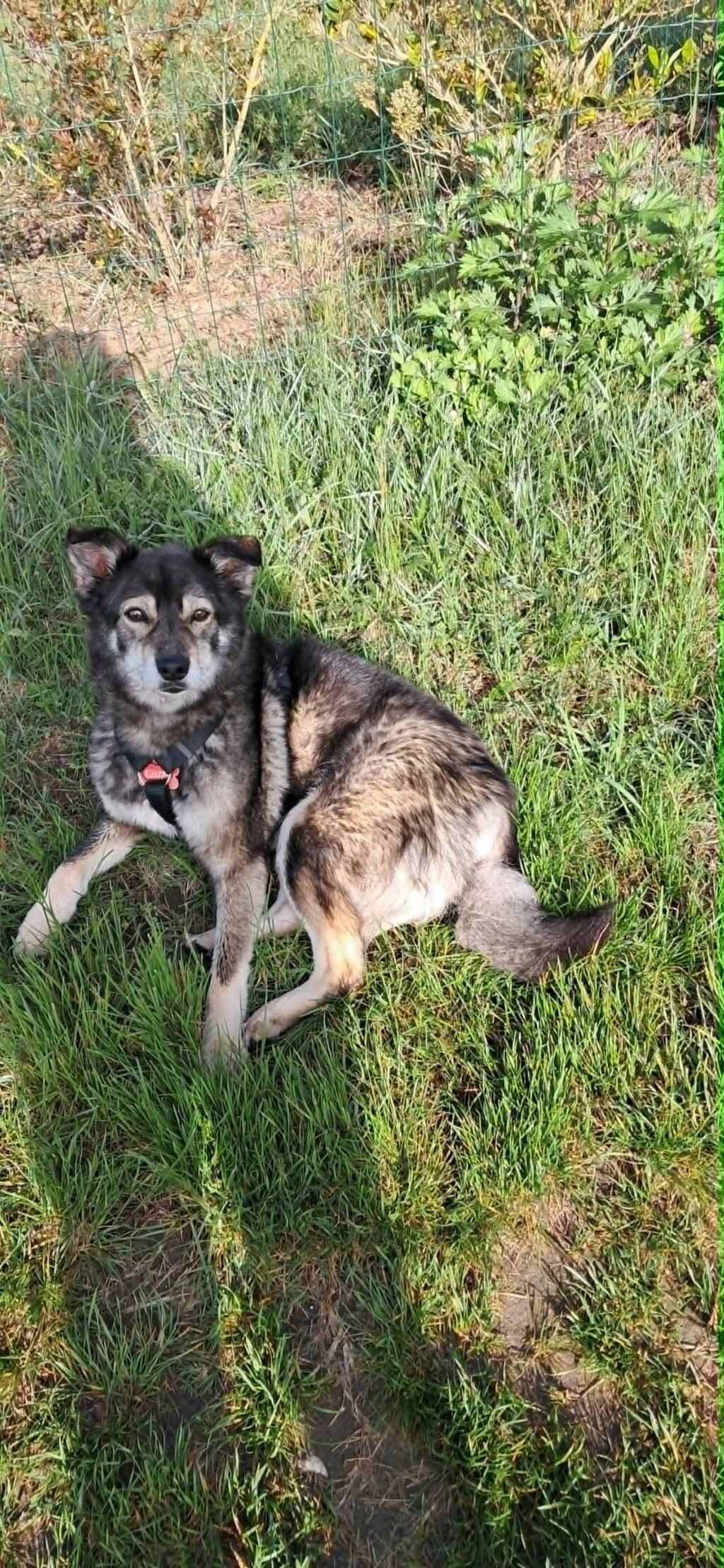 Chipo, chien à l'adoption chez Remember Me France