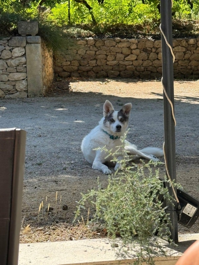 Chouky, chien sauvé par Remember Me France