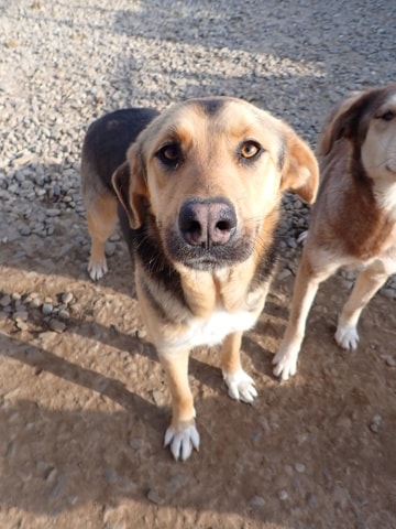 Chuan, chien à l'adoption chez Remember Me France