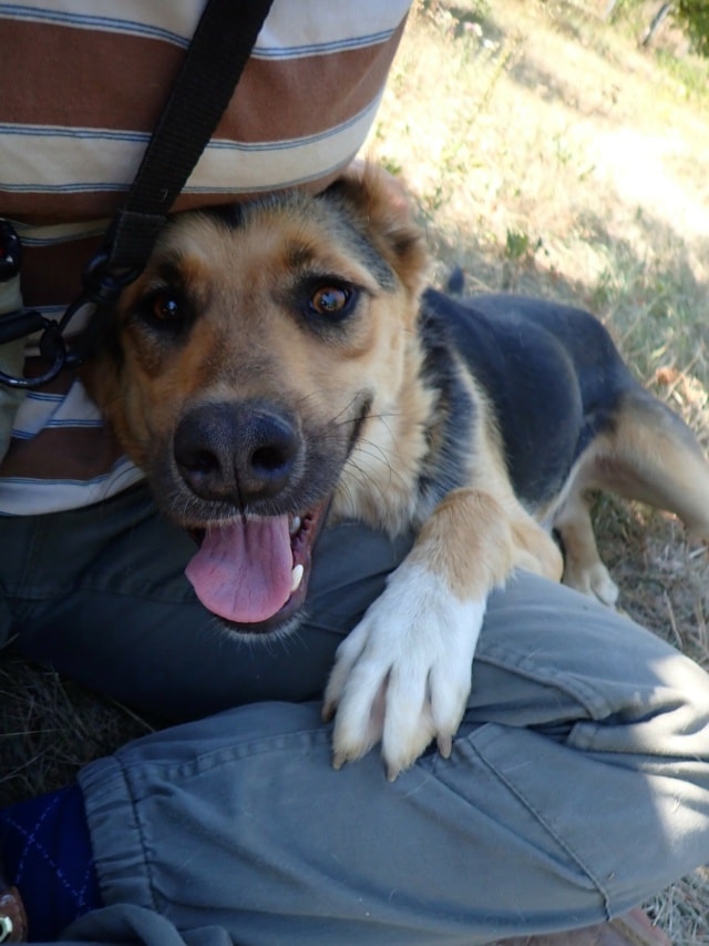 Chuan, dog for adoption at Remember Me France