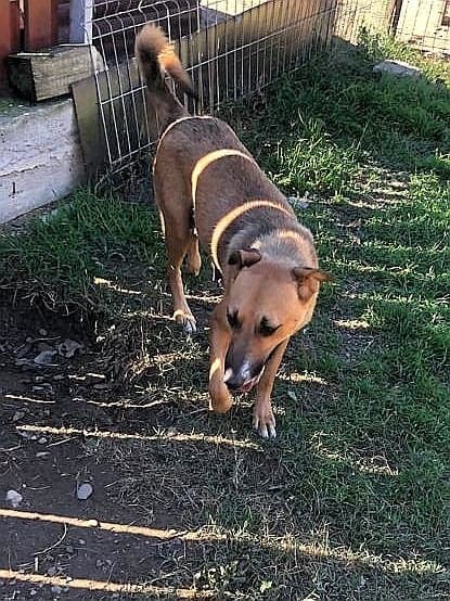 Chuppa, dog for adoption at Remember Me France