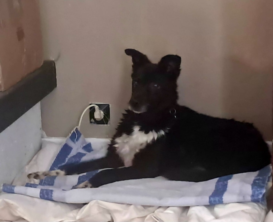 Chypre, chien à l'adoption chez Remember Me France