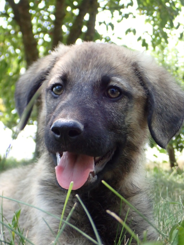 Cirilla, dog for adoption at Remember Me France