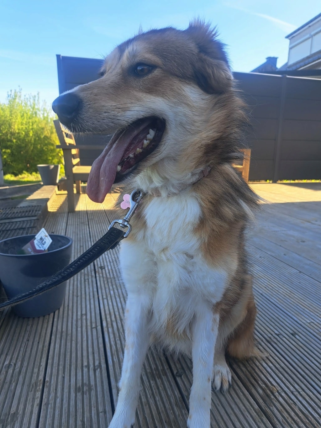 Clapa, dog for adoption at Remember Me France