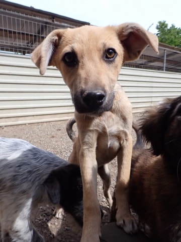 Clayton, dog for adoption at Remember Me France