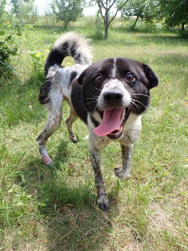 Cocky, chien à l'adoption chez Remember Me France